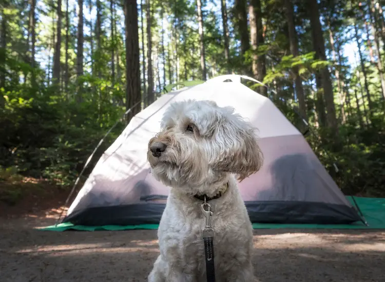 camping dog