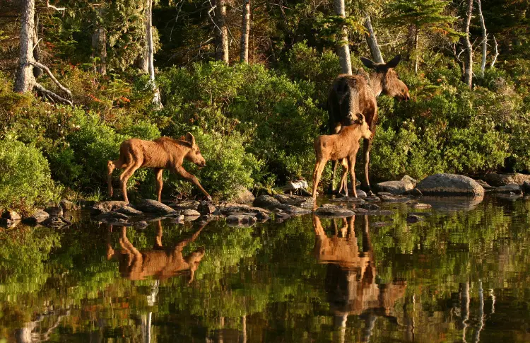 moose at baxter state park