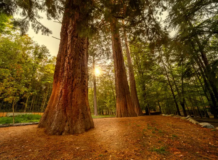 sequoia trees