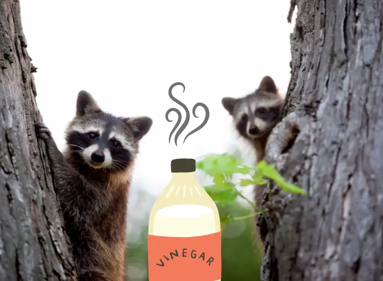 Will Vinegar Keep Raccoons Away? The Surprising Answer Revealed