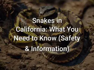 Snakes in California: What You Need to Know (Safety & Information)