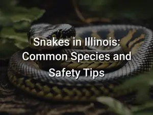 Snakes in Illinois: Common Species and Safety Tips