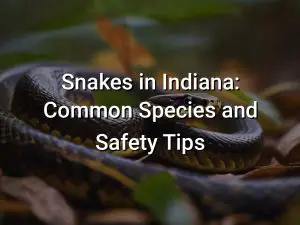 Snakes in Indiana: Common Species and Safety Tips