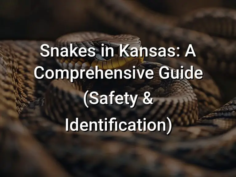 Snakes in Kansas: A Comprehensive Guide (Safety & Identification)