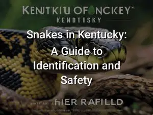 Snakes in Kentucky: A Guide to Identification and Safety