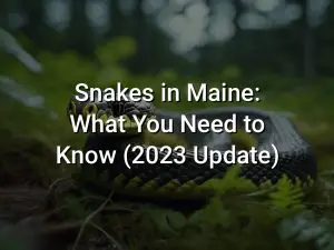 Snakes in Maine: What You Need to Know (2023 Update)