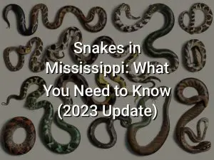 Snakes in Mississippi: What You Need to Know (2023 Update)
