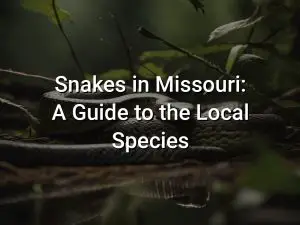 Snakes in Missouri: A Guide to the Local Species