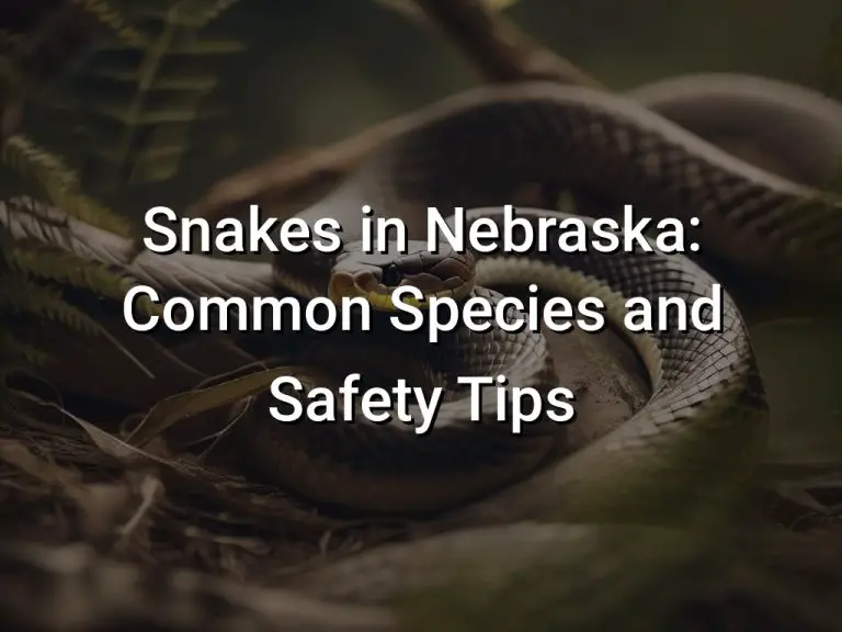 Snakes in Nebraska: Common Species and Safety Tips