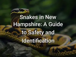 Snakes in New Hampshire: A Guide to Safety and Identification