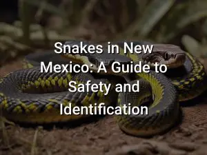 Snakes in New Mexico: A Guide to Safety and Identification
