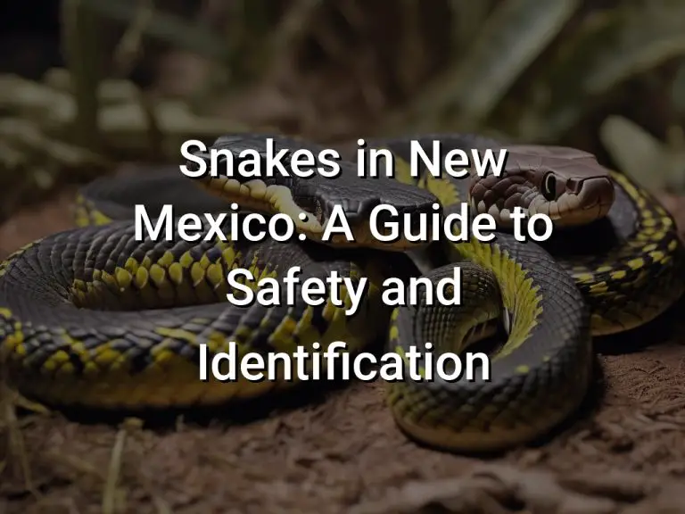 Snakes in New Mexico: A Guide to Safety and Identification