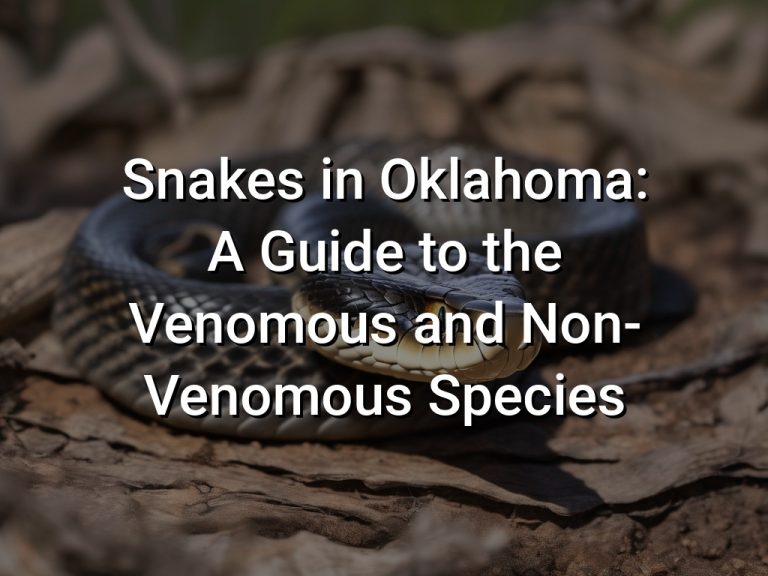 Snakes in Oklahoma: A Guide to the Venomous and Non-Venomous Species
