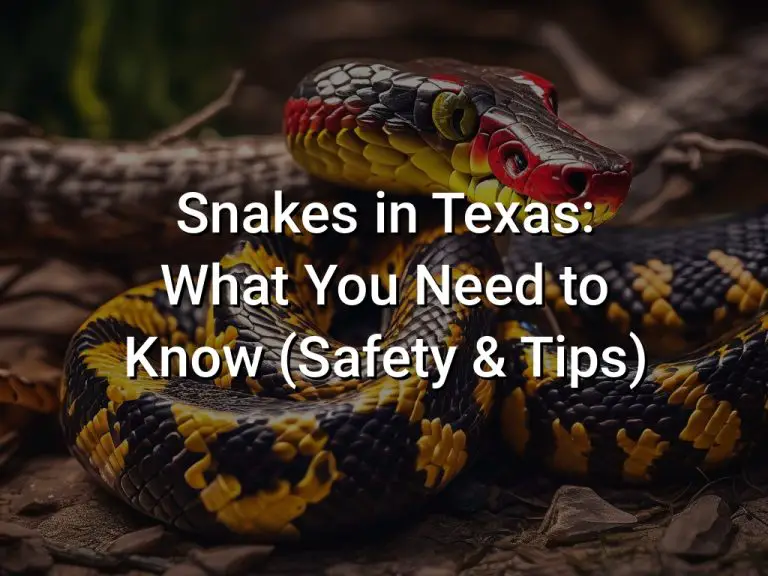 Snakes in Texas: What You Need to Know (Safety & Tips)