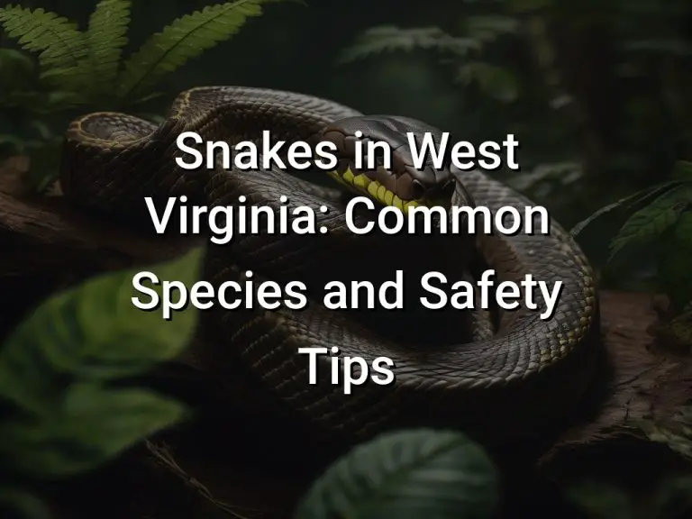 Snakes in West Virginia: Common Species and Safety Tips