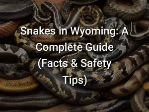 Snakes in Wyoming: A Complete Guide (Facts & Safety Tips)