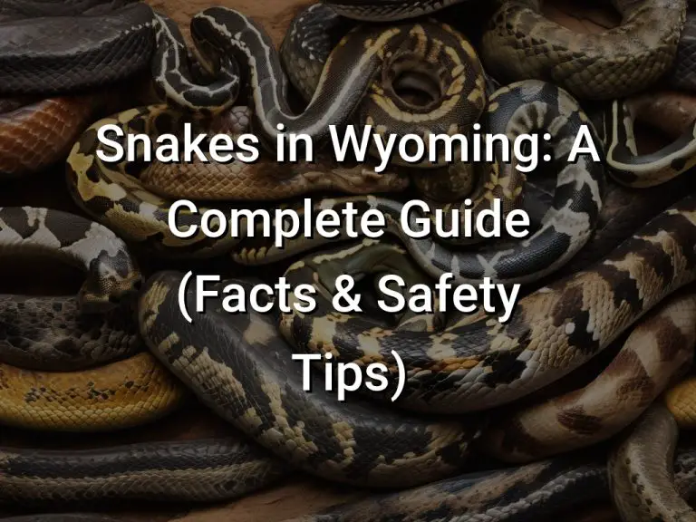 Snakes in Wyoming: A Complete Guide (Facts & Safety Tips) - Hikers Daily